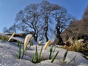 59 Crocus vernus ai Tre Faggi si fanno spazio tra la neve